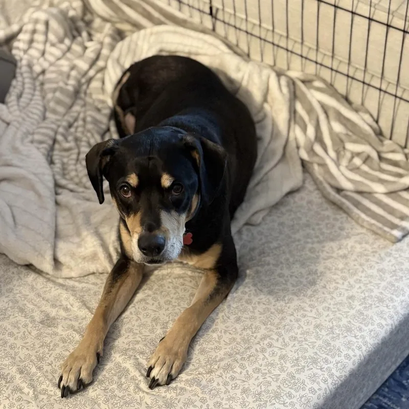 Harley Memphis thumbnail 6