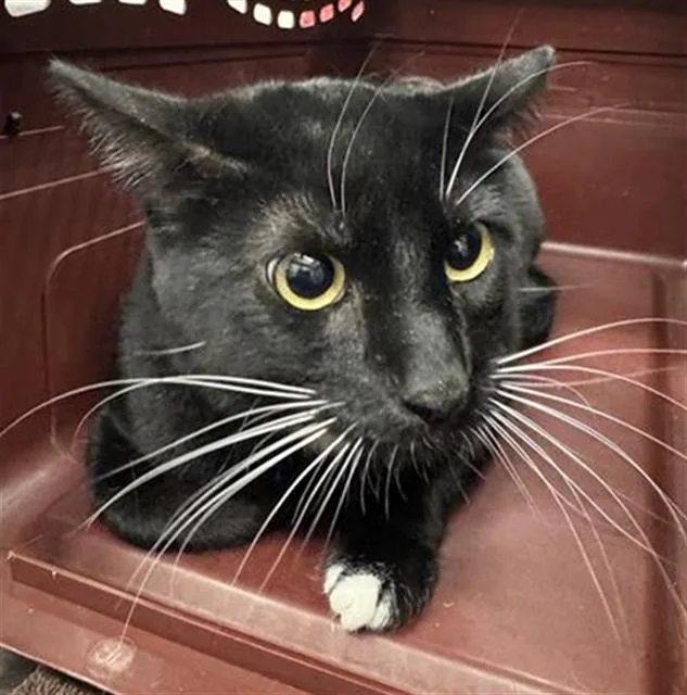 A young large-sized male Domestic Short Hair cat named Mono for adoption in Camarillo, CA