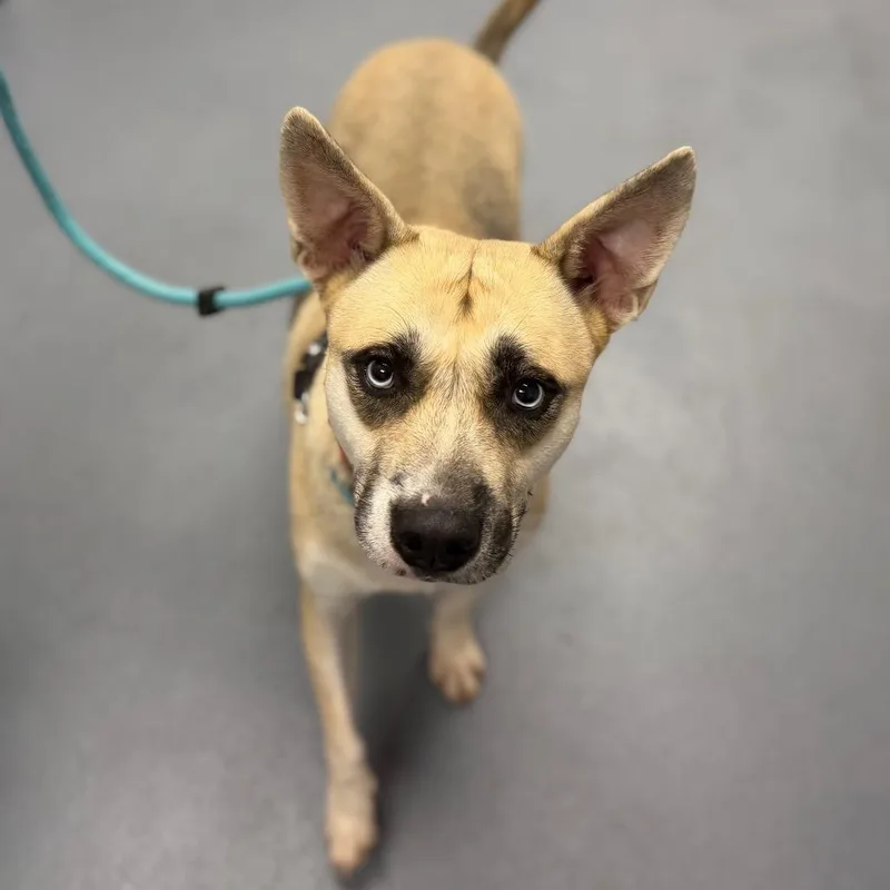An adult medium-sized male White / Cream Mixed Breed dog named Shockley for adoption in Sarasota, FL