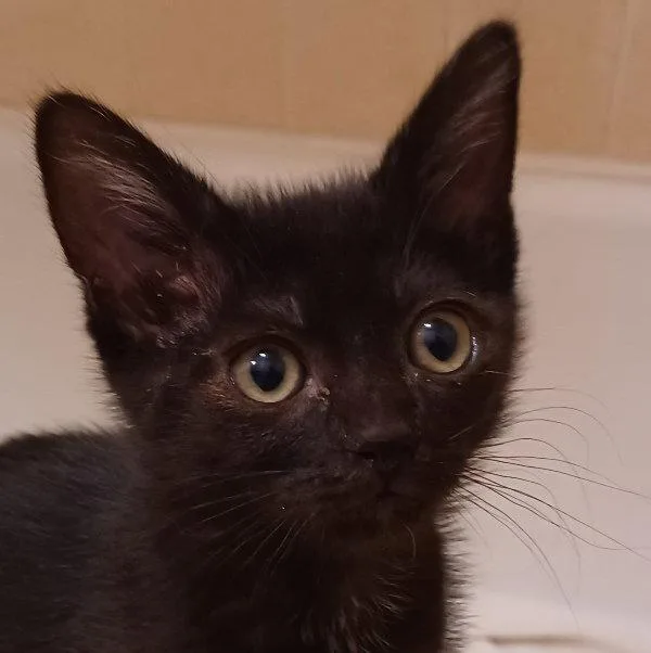 A baby small-sized female Domestic Short Hair cat named Aura for adoption in San Jose, CA