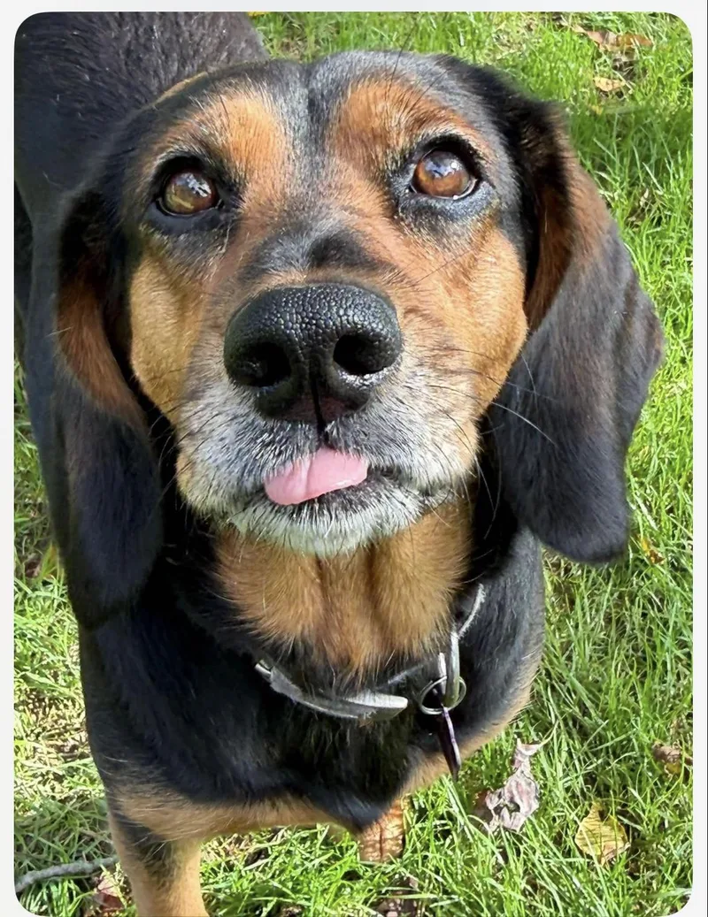 An adult medium-sized female Tricolor (Brown, Black, & White) Beagle dog named Maggie for adoption in Wadsworth, OH