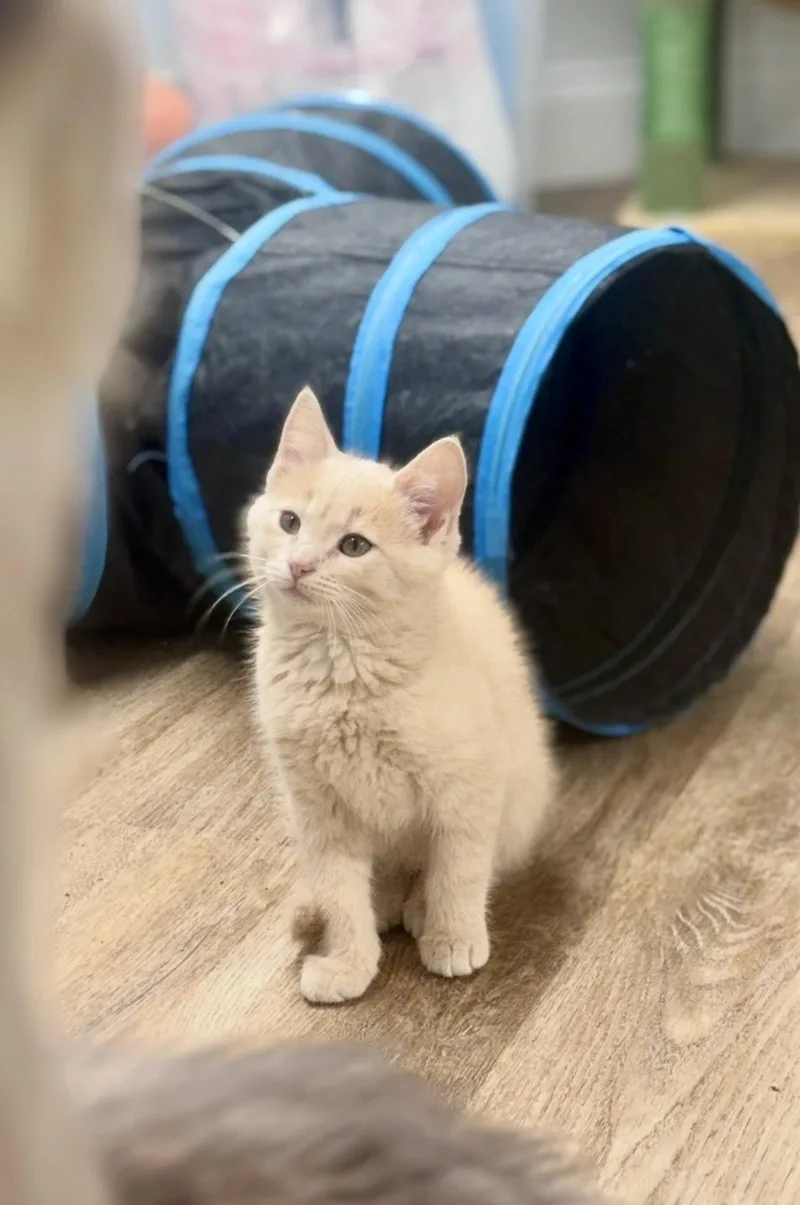 A baby medium-sized male Buff / Tan / Fawn Domestic Short Hair cat named George for adoption in Cincinnati, OH