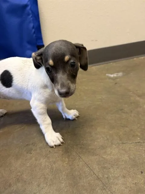 A baby small-sized female Parson Russell Terrier dog named Eloise for adoption in Ontario, CA