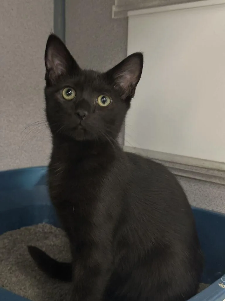 A baby small-sized male Black Domestic Short Hair cat named Rooty for adoption in Raleigh, NC