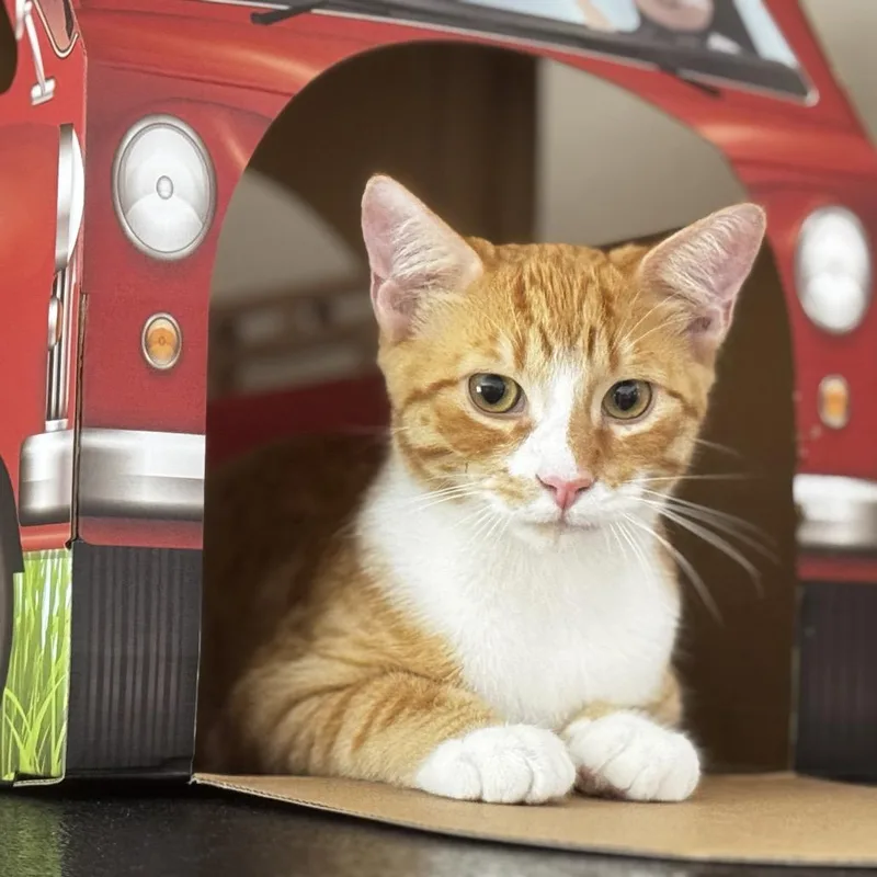 A young small-sized female Orange / Red Domestic Short Hair cat named Nacho for adoption in Tustin, CA