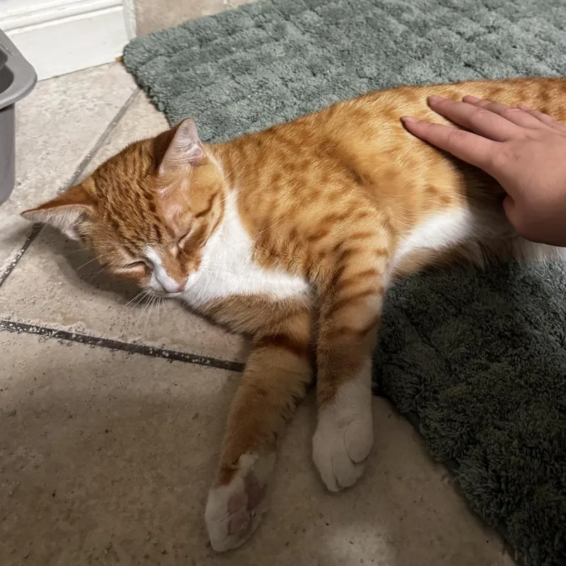 Nacho thumbnail 4