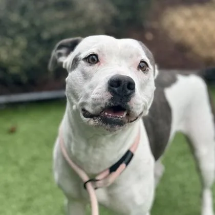 Princess thumbnail 3