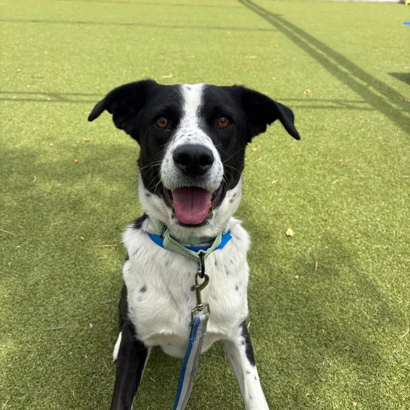A young medium-sized male White / Cream Cattle Dog dog named Cooper for adoption in Albuquerque, NM