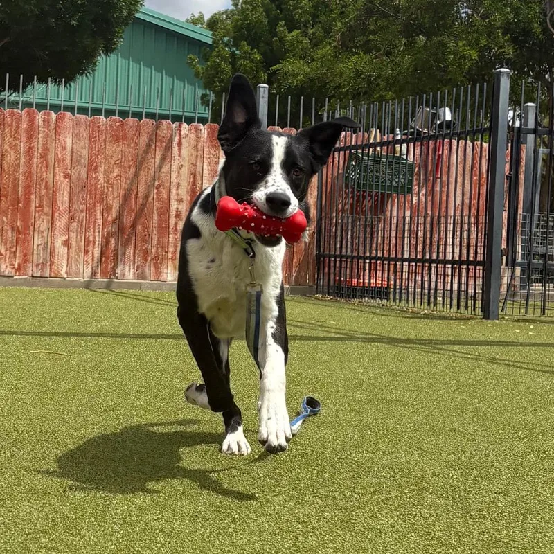 Cooper thumbnail 2