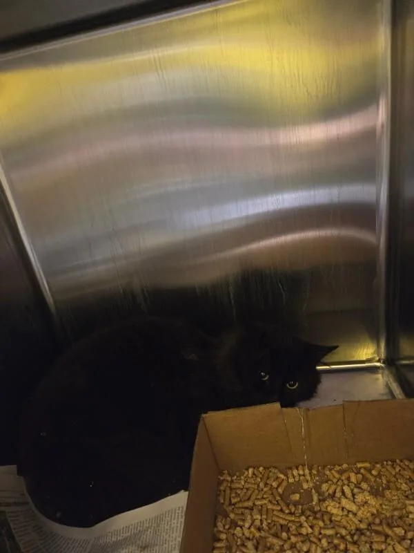 An adult medium-sized male Black Domestic Long Hair cat named I Want Pizza for adoption in Jackson, TN