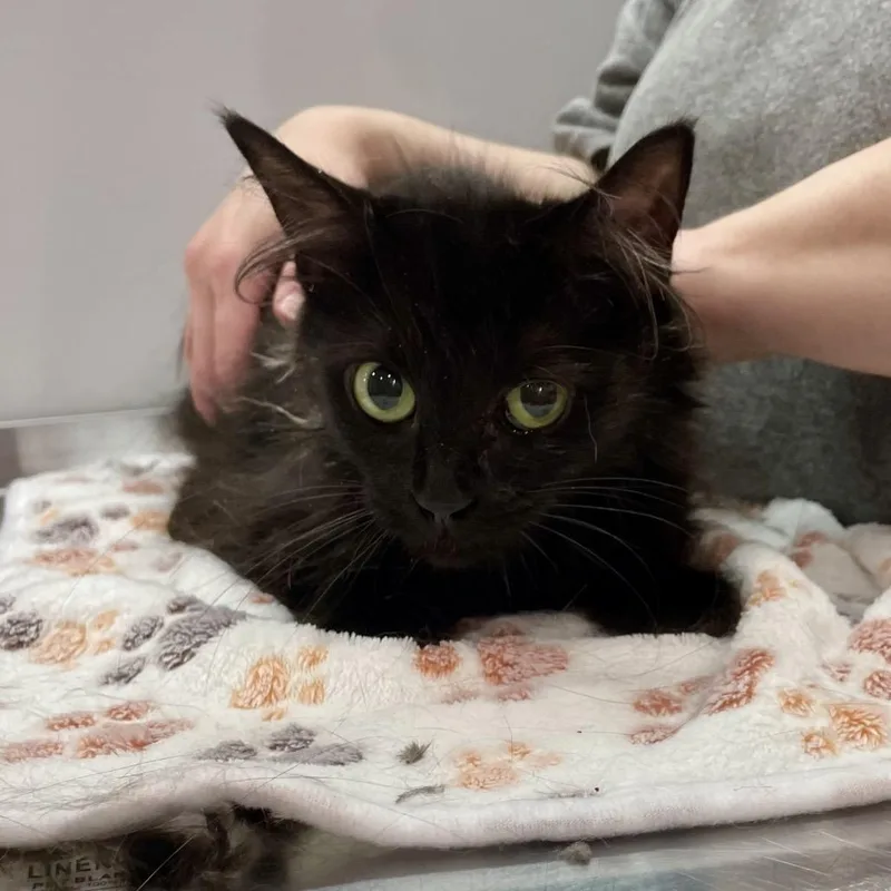 An adult medium-sized female Black Domestic Long Hair cat named Twilight for adoption in Fairmont, WV
