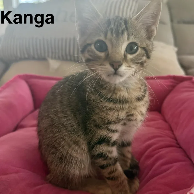A baby medium-sized male Tabby (Brown / Chocolate) Domestic Short Hair cat named Kanga for adoption in Houston, TX