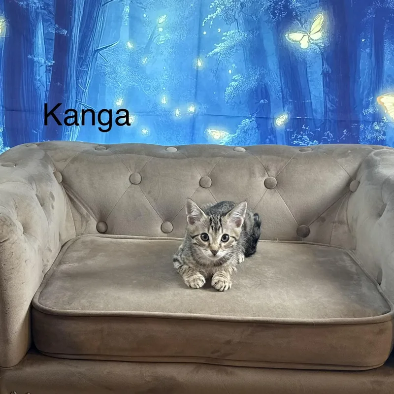Kanga thumbnail 2