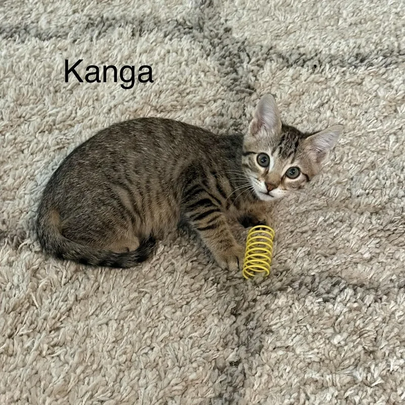 Kanga thumbnail 3