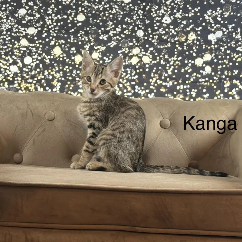 Kanga thumbnail 4