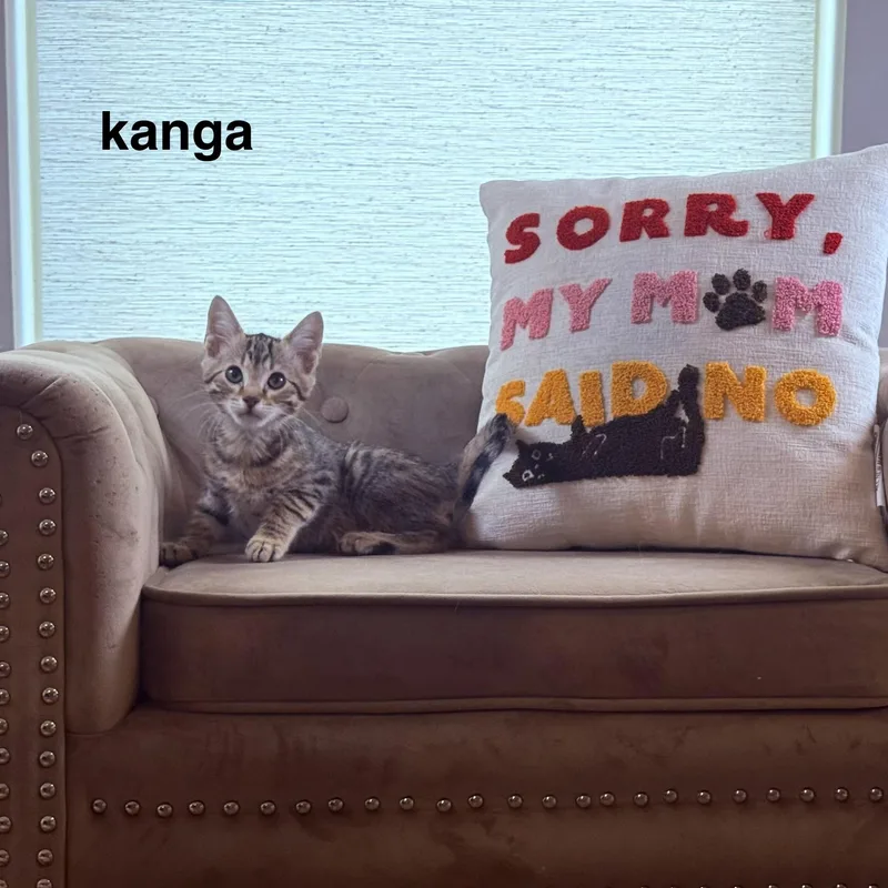 Kanga thumbnail 5