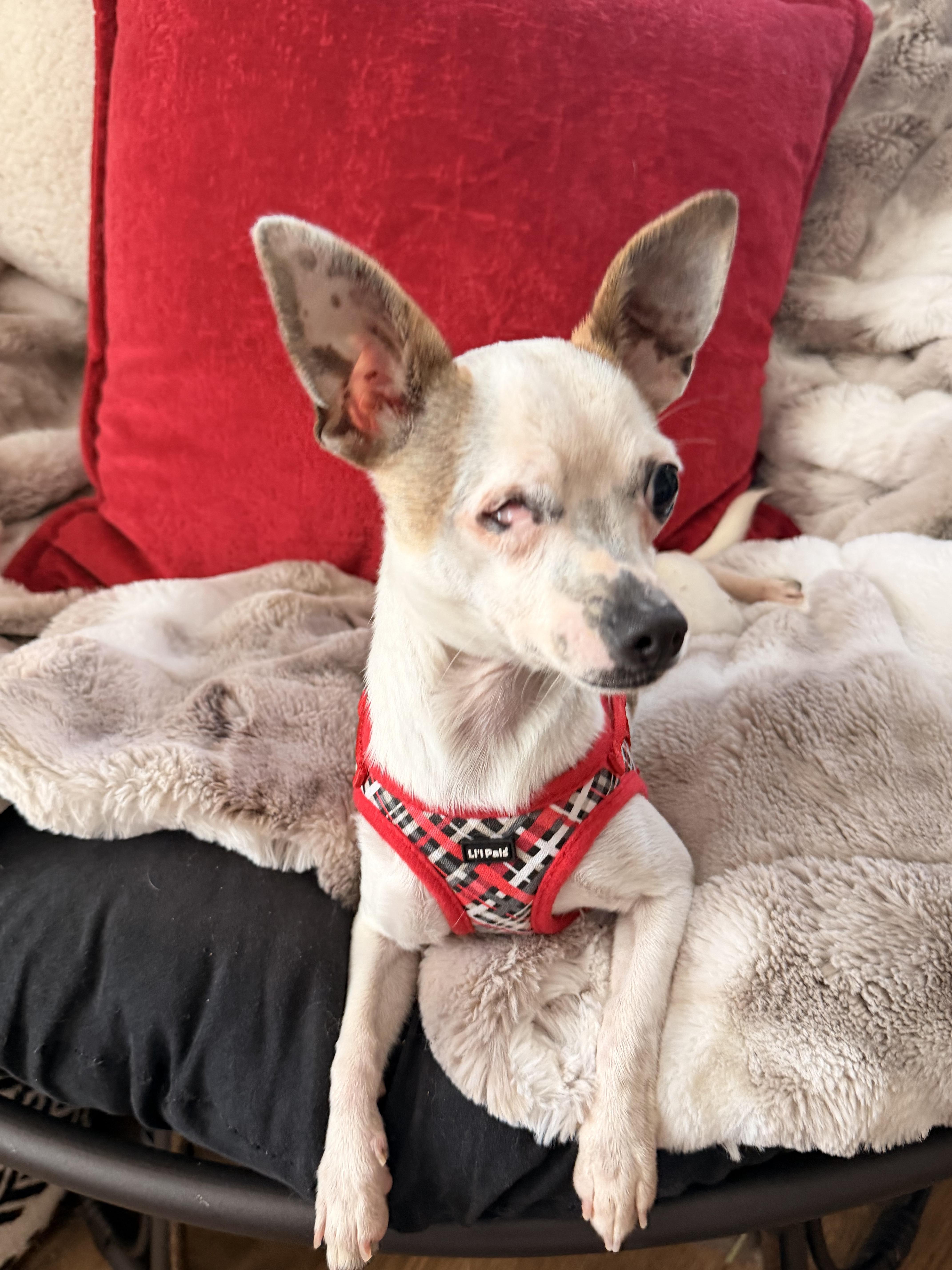 A young small-sized female White / Cream Chihuahua dog named Pixie for adoption in North Freedom, WI