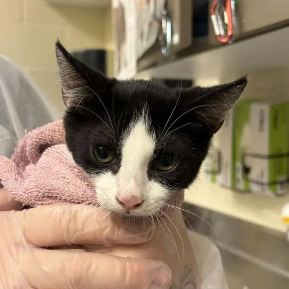 A baby small-sized male Black Domestic Short Hair cat named Tux for adoption in Asheville, NC