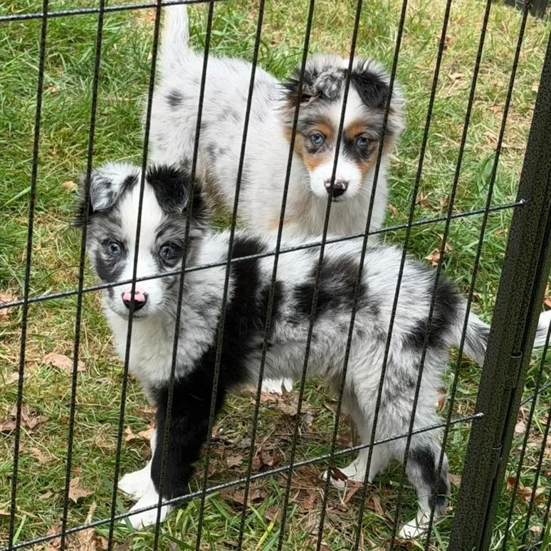 A baby small-sized male Apricot / Beige Australian Shepherd dog named Bucky for adoption in Tacoma, WA