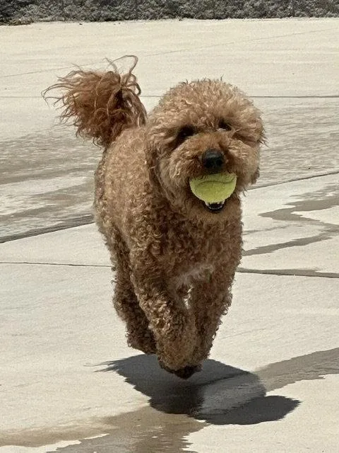 Samson thumbnail 3