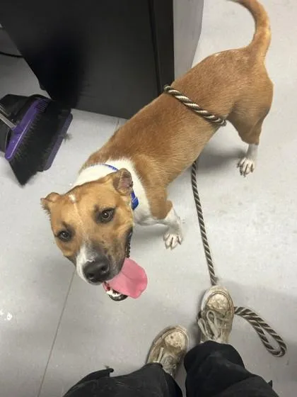An adult medium-sized female Mixed Breed dog named Cheyney for adoption in West Chester, PA