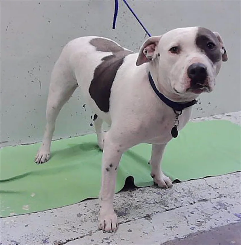 An adult medium-sized male Staffordshire Bull Terrier dog named Astro for adoption in Houston, TX