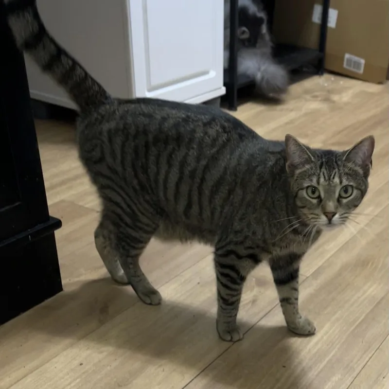 Tabbytha thumbnail 2