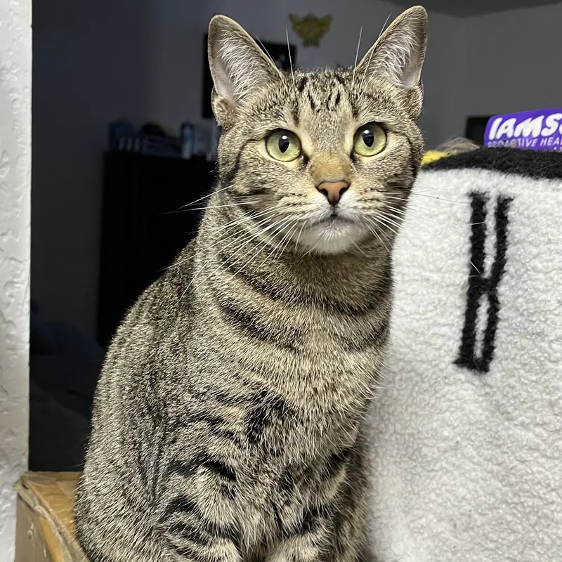 Tabbytha thumbnail 3