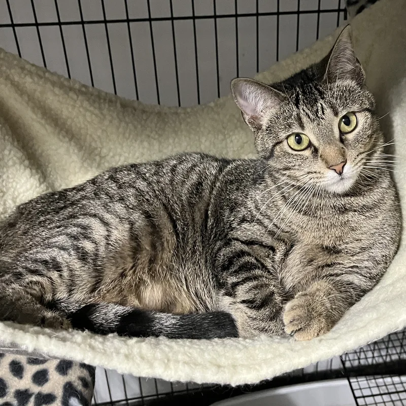 Tabbytha thumbnail 4