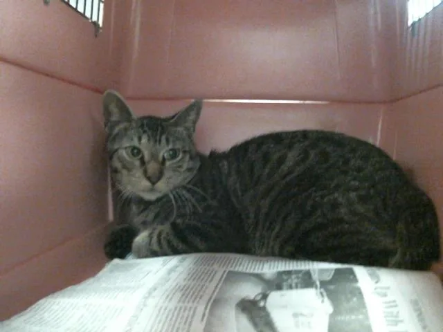 An adult large-sized male Domestic Short Hair cat named Dean for adoption in Houston, TX