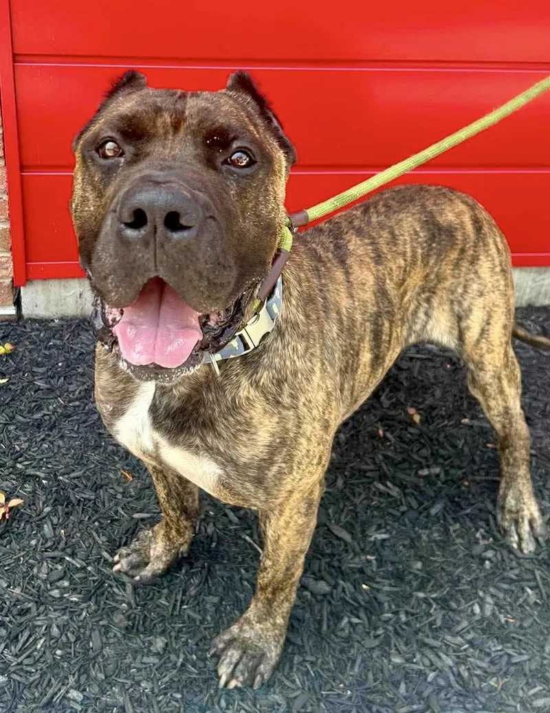 A young large-sized male Brindle Presa Canario dog named Cesar for adoption in Buffalo, NY