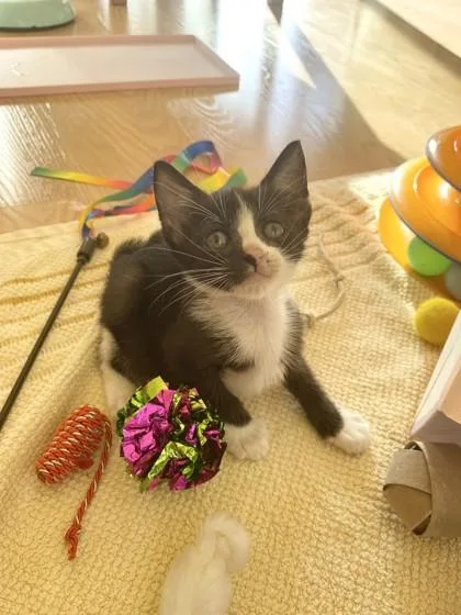 A baby small-sized female Domestic Short Hair cat named Penguin for adoption in Honolulu, HI