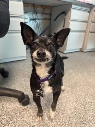 A senior small-sized female Black Chihuahua dog named Sweetie for adoption in Tinley Park, IL