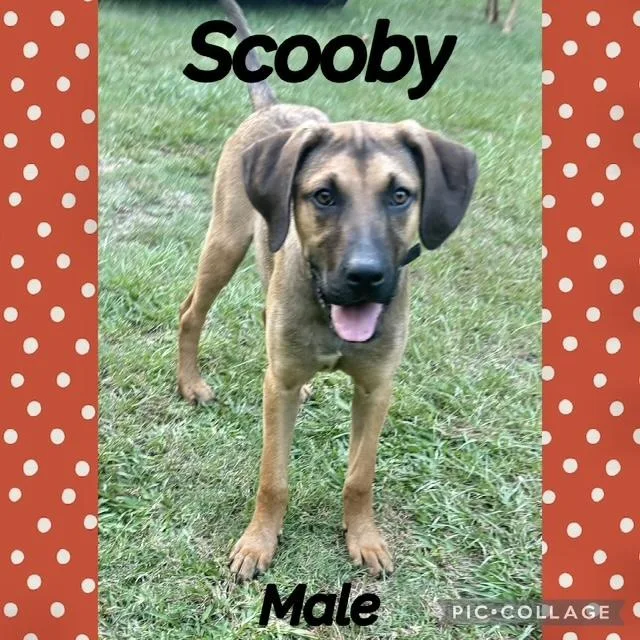 Scooby