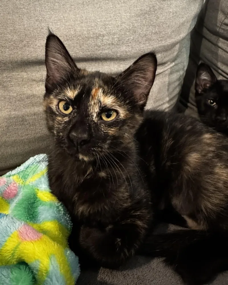 A young large-sized female Domestic Short Hair cat named Memphis for adoption in Guthrie, OK