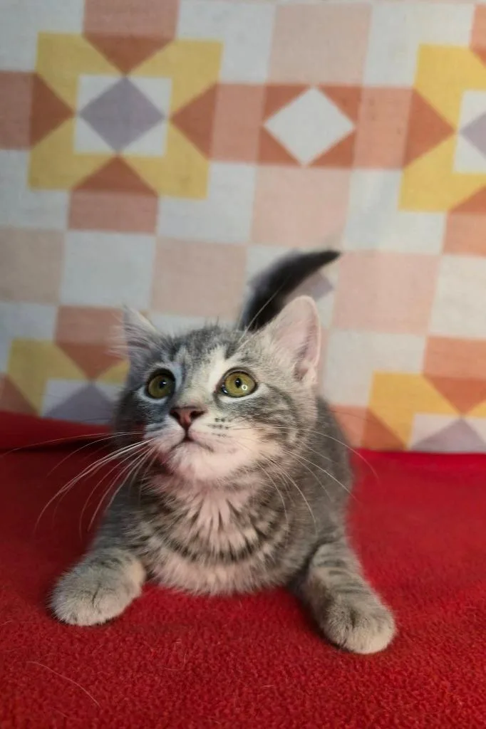 A baby medium-sized female Domestic Short Hair cat named Matilda for adoption in Miami, OK