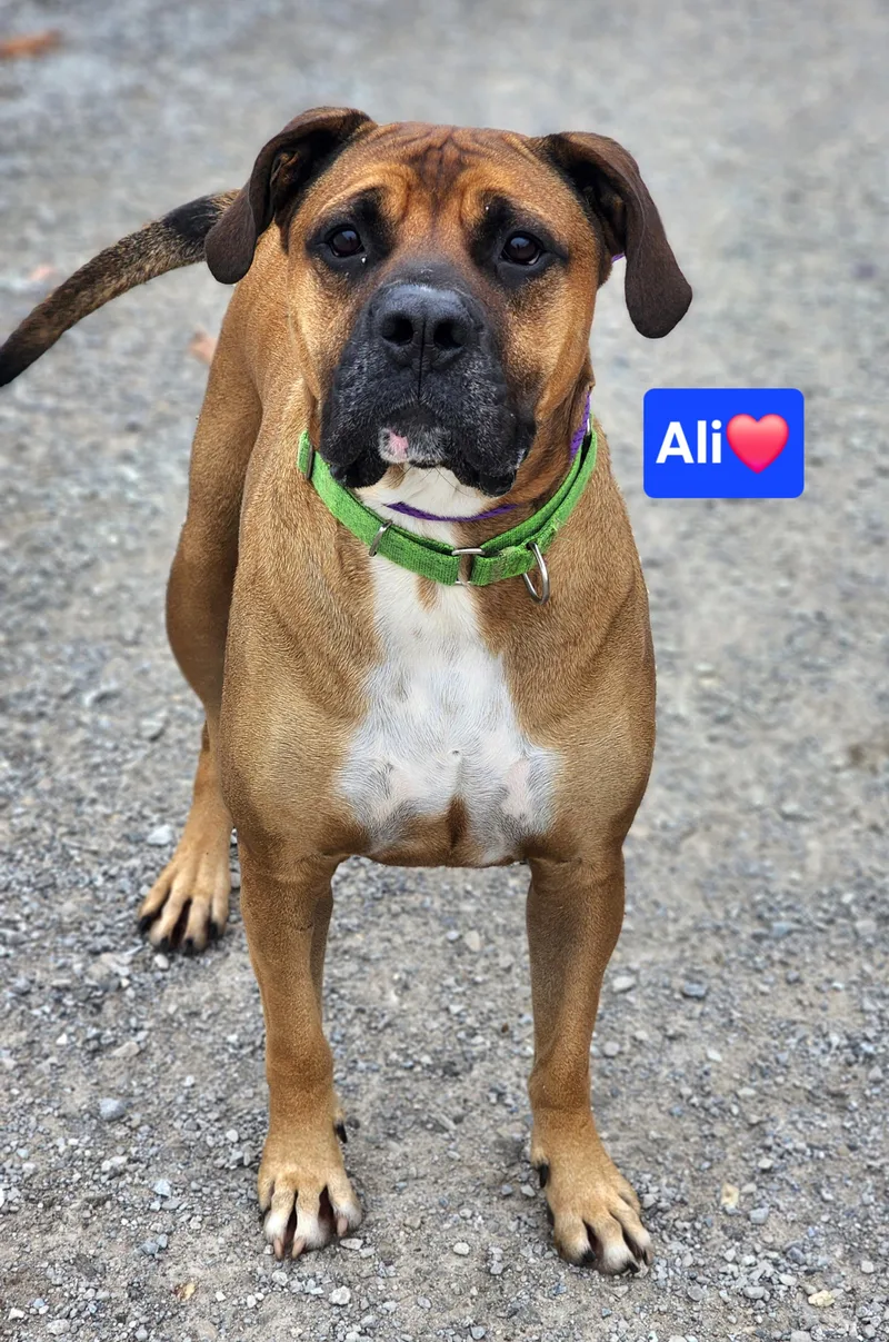 An adult large-sized male Brown / Chocolate Boxer dog named Ali for adoption in Clinton, MO