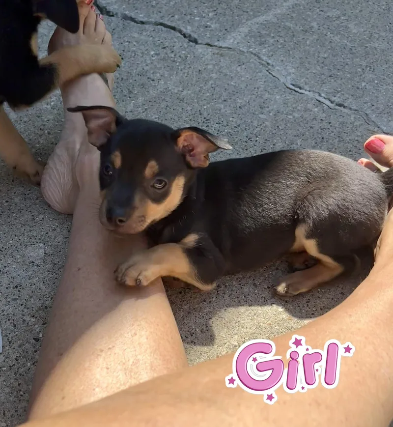 Lala And Gibbs thumbnail 6