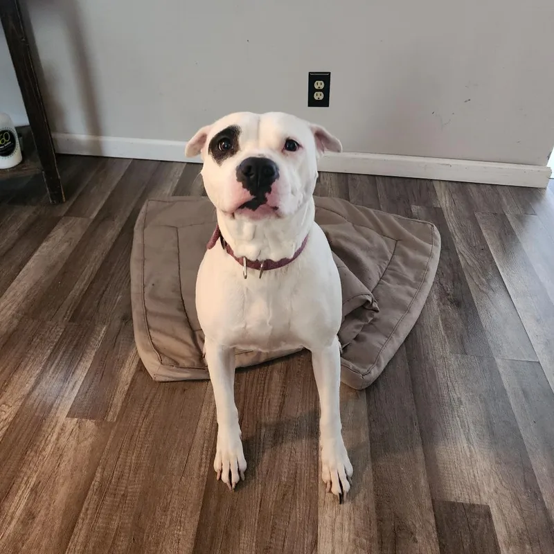 An adult small-sized female White / Cream Mixed Breed dog named Chica for adoption in Bristol, IN