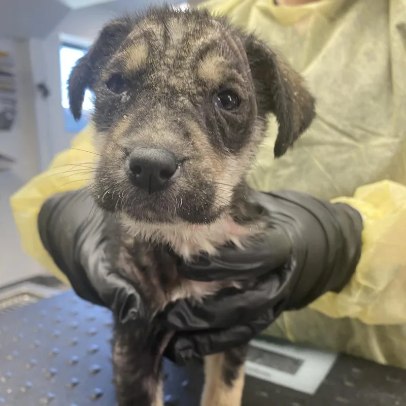 Pumpernickel thumbnail 2