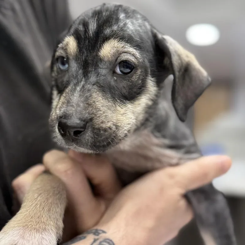 Pumpernickel thumbnail 3