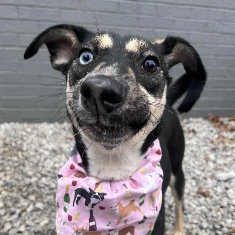 Pumpernickel thumbnail 4