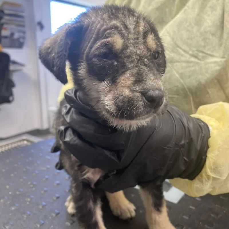 Pumpernickel thumbnail 5