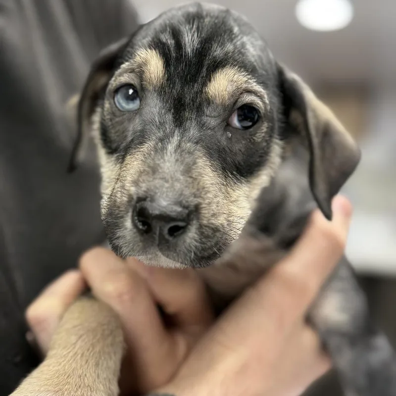 Pumpernickel thumbnail 6