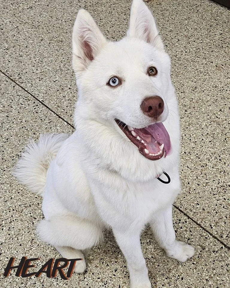 An adult large-sized male Siberian Husky dog named Asta for adoption in Millersville, MD