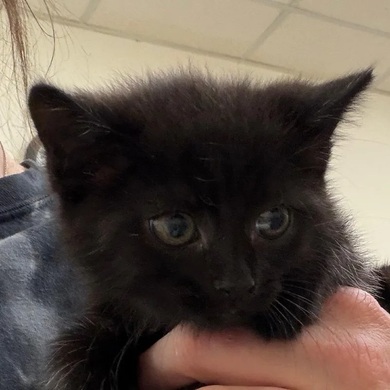 A baby small-sized female Black Domestic Short Hair cat named Erin for adoption in Zanesville, OH