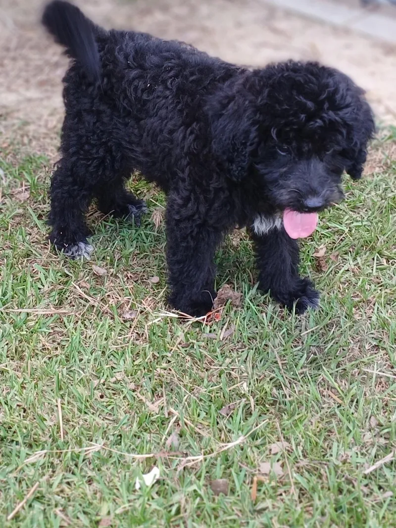 A young medium-sized female Standard Poodle dog named Gracie for adoption in Eastman, GA