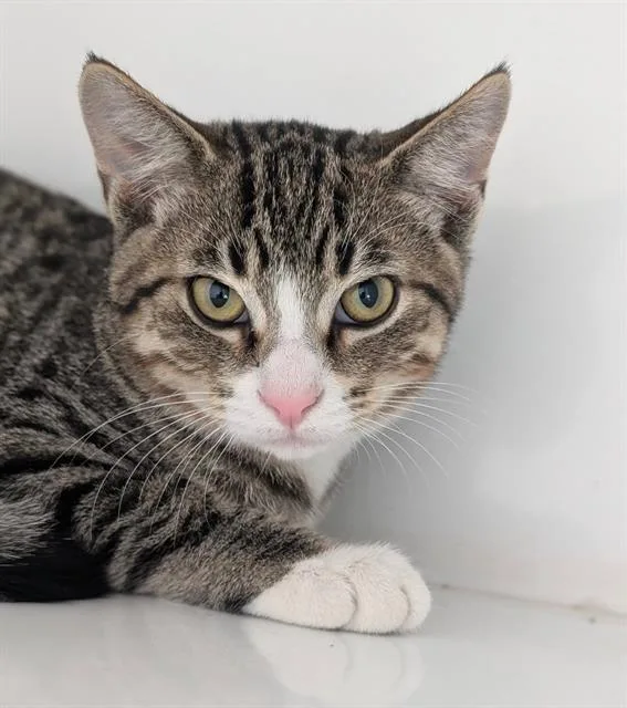 A baby medium-sized male Domestic Short Hair cat named James for adoption in Canfield, OH