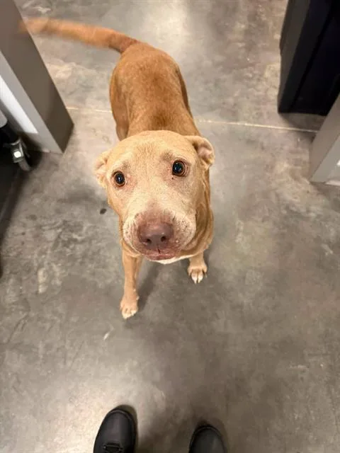 An adult medium-sized female Labrador Retriever dog named Pecan for adoption in Brunswick, GA