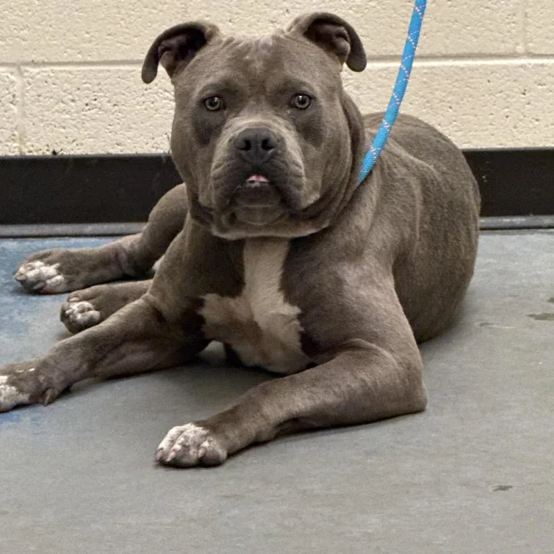 An adult large-sized male Gray / Blue / Silver Mixed Breed dog named Friday for adoption in Memphis, TN